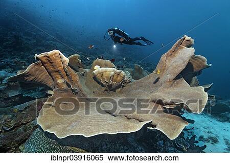 "Pagoda Coral (Turbinaria mesenterina), scuba diver at the back, Great Barrier Reef, UNESCO World Natural Heritage Site, Pacific Ocean, Queensland, Australia, Oceania" View Large Photo Image Stock Photography - "Pagoda Coral (Turbinaria mesenterina), scuba diver at the back, Great Barrier Reef, UNESCO World Natural Heritage Site, Pacific Ocean, Queensland, Australia, Oceania". Fotosearch