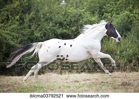 "Paint Horse, Black Tobiano, gelding galloping" View Large Photo Image Stock Image - "Paint Horse, Black Tobiano, gelding galloping". Fotosearch