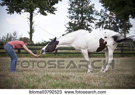 "Paint Horse, Black Tobiano, Gelding, free circus lesson """"goat""""" View Large Photo Image Stock Image - "Paint Horse, Black Tobiano, Gelding, free circus lesson """"goat""""". Fotosearch