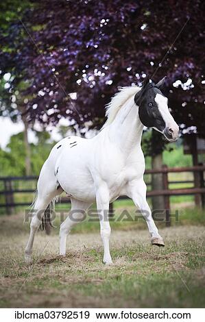 "Paint Horse, Black Tobiano, gelding galloping" View Large Photo Image Stock Photo - "Paint Horse, Black Tobiano, gelding galloping". Fotosearch