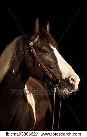 "Paint Horse gelding, Brown Tobiano, with western bridle, one ear bridle" View Large Photo Image Stock Photo - "Paint Horse gelding, Brown Tobiano, with western bridle, one ear bridle". Fotosearch