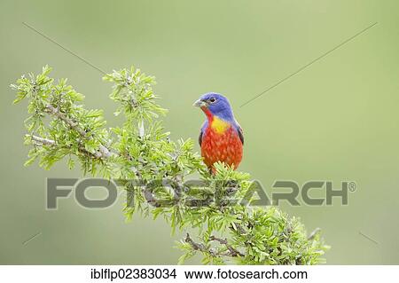 "Painted Bunting (Passerina ciris), adult male, perched on branch, Texas, United States, North America" View Large Photo Image Picture - "Painted Bunting (Passerina ciris), adult male, perched on branch, Texas, United States, North America". Fotosearch
