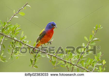 Stock Image - "Painted Bunting (Passerina ciris), adult male, perched on twig, Texas, United States, North America". Fotosearch
