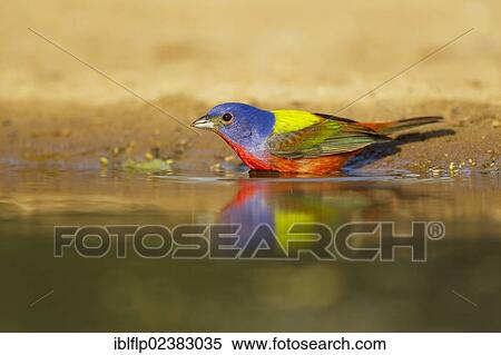 "Painted Bunting (Passerina ciris), adult male, drinking, Texas, United States, North America" View Large Photo Image Stock Photography - "Painted Bunting (Passerina ciris), adult male, drinking, Texas, United States, North America". Fotosearch