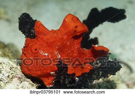 "Painted Frogfish (Antennarius pictus), UNESCO World Heritage Site, Great Barrier Reef, Australia, Pacific Ocean, Oceania" View Large Photo Image Stock Image - "Painted Frogfish (Antennarius pictus), UNESCO World Heritage Site, Great Barrier Reef, Australia, Pacific Ocean, Oceania". Fotosearch