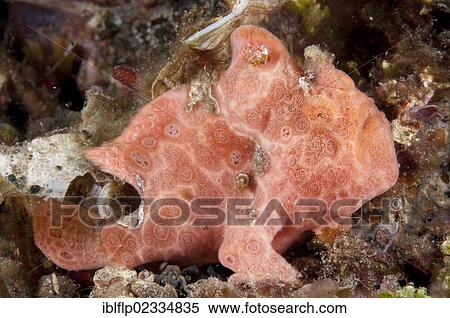 "Painted Frogfish (Antennarius pictus), pink adult, resting on reef, Lembeh Straits, Sulawesi, Sunda Islands, Indonesia, Southeast Asia, Asia" View Large Photo Image Stock Photography - "Painted Frogfish (Antennarius pictus), pink adult, resting on reef, Lembeh Straits, Sulawesi, Sunda Islands, Indonesia, Southeast Asia, Asia". Fotosearch