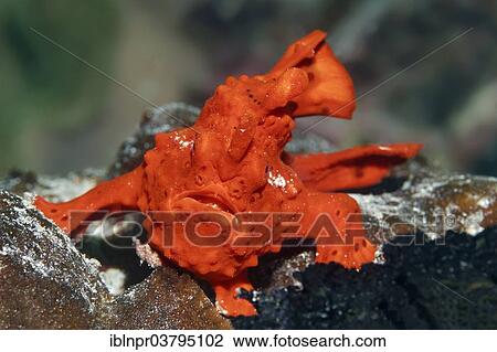 "Painted Frogfish or Painted Anglerfish (Antennarius pictus), UNESCO World Heritage Site, Great Barrier Reef, Australia, Pacific Ocean, Oceania" View Large Photo Image Stock Image - "Painted Frogfish or Painted Anglerfish (Antennarius pictus), UNESCO World Heritage Site, Great Barrier Reef, Australia, Pacific Ocean, Oceania". Fotosearch