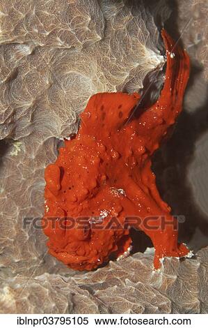 "Painted Frogfish or Painted Anglerfish (Antennarius pictus), UNESCO World Heritage Site, Great Barrier Reef, Australia, Pacific Ocean, Oceania" View Large Photo Image Stock Photography - "Painted Frogfish or Painted Anglerfish (Antennarius pictus), UNESCO World Heritage Site, Great Barrier Reef, Australia, Pacific Ocean, Oceania". Fotosearch