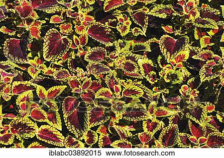 "Painted Nettle (Solenostemon scutellarioides), Bavaria, Germany, Europe" View Large Photo Image Stock Photography - "Painted Nettle (Solenostemon scutellarioides), Bavaria, Germany, Europe". Fotosearch