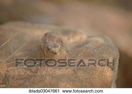 "Painted Sandgrouse (Pterocles indicus) chick on a rock, Ranthambore national park, Rajasthan, India, Asia" View Large Photo Image Stock Image - "Painted Sandgrouse (Pterocles indicus) chick on a rock, Ranthambore national park, Rajasthan, India, Asia". Fotosearch