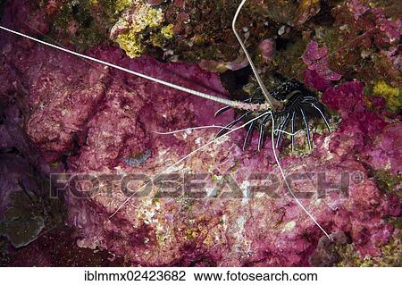 Painted Spiny Lobster (Panulirus versicolor) in a cave with colourful coral, Philippines, Asia View Large Photo Image Stock Image - Painted Spiny Lobster (Panulirus versicolor) in a cave with colourful coral, Philippines, Asia. Fotosearch
