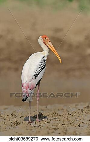 "Painted Stork (Ibis leucocephalus, Mycteria leucocephala), Uttar Pradesh, India, Asia" View Large Photo Image Stock Image - "Painted Stork (Ibis leucocephalus, Mycteria leucocephala), Uttar Pradesh, India, Asia". Fotosearch