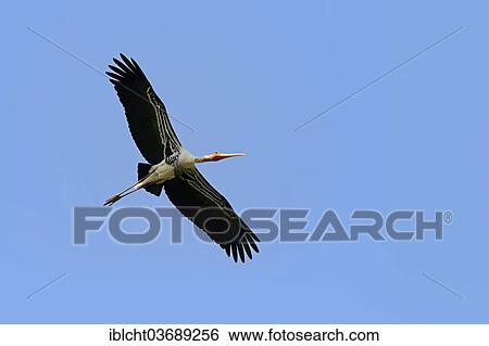 "Painted Stork (Ibis leucocephalus, Mycteria leucocephala) in flight, Keoladeo National Park, Bharatpur, Rajasthan, India, Asia" View Large Photo Image Stock Photograph - "Painted Stork (Ibis leucocephalus, Mycteria leucocephala) in flight, Keoladeo National Park, Bharatpur, Rajasthan, India, Asia". Fotosearch
