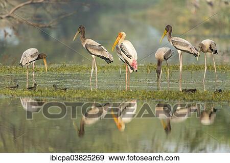 Stock Photo - "Painted Storks (Mycteria leucocephala), adult with young on the water, Keoladeo National Park, Rajasthan, India, Asia". Fotosearch