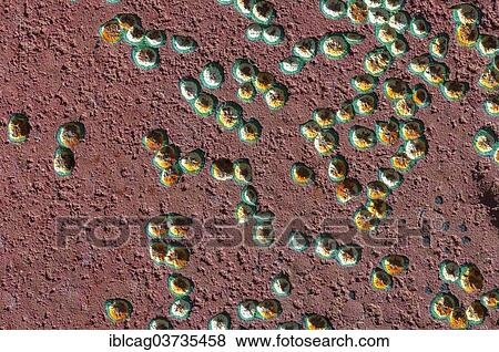 Stock Photo - "Painted surface with small coloured dents, Jutland, Denmark, Europe". Fotosearch