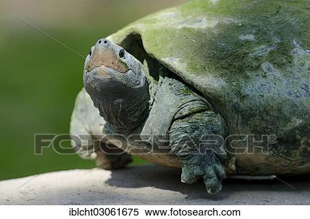"Painted Terrapin (Callagur borneoensis, Batagur borneoensis), native to Indonesia, captive" View Large Photo Image Stock Photography - "Painted Terrapin (Callagur borneoensis, Batagur borneoensis), native to Indonesia, captive". Fotosearch