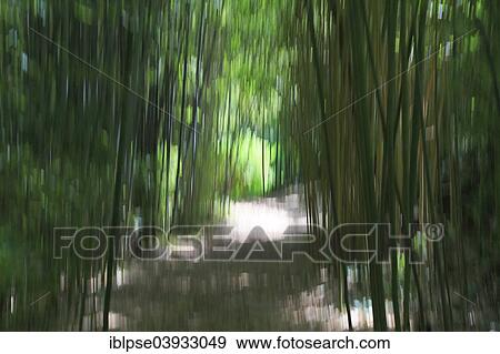 "Painting with light, path in the Les Bambous du Mandarin bamboo forest, Departement Var, Provence-Alpes-Cote d’Azur, France, Europe" View Large Photo Image Stock Photo - "Painting with light, path in the Les Bambous du Mandarin bamboo forest, Departement Var, Provence-Alpes-Cote d’Azur, France, Europe". Fotosearch
