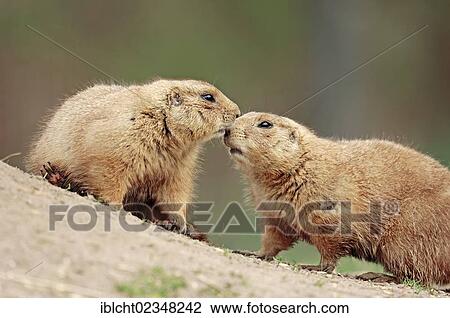 Stock Image - "Pair of Black-tailed Prairie Dogs (Cynomys ludovicianus), Wyoming, USA". Fotosearch