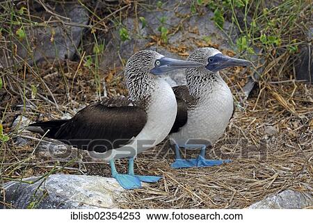 "Pair of Blue-footed Booby (Sula nebouxii), Espanola Island, Galapagos Islands, UNESCO World Natural Heritage Site, Ecuador, South America" View Large Photo Image Stock Image - "Pair of Blue-footed Booby (Sula nebouxii), Espanola Island, Galapagos Islands, UNESCO World Natural Heritage Site, Ecuador, South America". Fotosearch