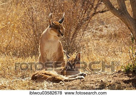 "Pair of Caracals (Caracal caracal), backlit, resting under a tree, steppe, Namibia, Africa" View Large Photo Image Stock Photo - "Pair of Caracals (Caracal caracal), backlit, resting under a tree, steppe, Namibia, Africa". Fotosearch