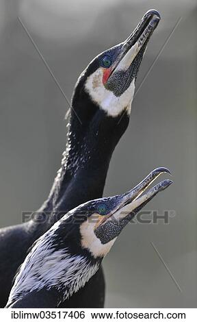 "Pair of Great Cormorants or Great Black Cormorants (Phalacrocorax carbo), during courtship, Stuttgart, Baden-Wurttemberg, Germany, Europe" View Large Photo Image Stock Photograph - "Pair of Great Cormorants or Great Black Cormorants (Phalacrocorax carbo), during courtship, Stuttgart, Baden-Wurttemberg, Germany, Europe". Fotosearch