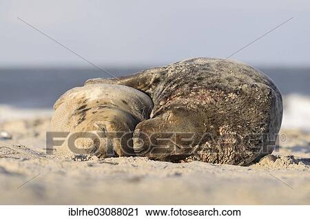 "Pair of Grey Seals (Halichoerus grypus) lying on the beach after mating, Helgoland, Helgoland, Schleswig-Holstein, Germany, Europe" View Large Photo Image Stock Image - "Pair of Grey Seals (Halichoerus grypus) lying on the beach after mating, Helgoland, Helgoland, Schleswig-Holstein, Germany, Europe". Fotosearch