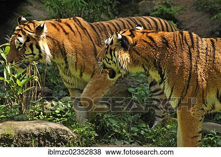 "Pair of Siberian Tigers (Panthera tigris altaica), Nuremberg Zoo, Am Tiergarten 30, Nuremberg, Middle Franconia, Bavaria, Germany, Europe" View Large Photo Image Stock Photo - "Pair of Siberian Tigers (Panthera tigris altaica), Nuremberg Zoo, Am Tiergarten 30, Nuremberg, Middle Franconia, Bavaria, Germany, Europe". Fotosearch
