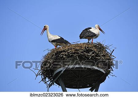 Stock Photograph - "Pair of White Storks (Ciconia ciconia) on a nest against the blue sky, Kuhlrade, Mecklenburg-Western Pomerania, Germany, Europe". Fotosearch