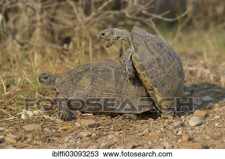 "Pairing of two Spur-thighed Tortoises (Testudo graeca), Xanthos, Lykien, Turkey, Asia" View Large Photo Image Stock Image - "Pairing of two Spur-thighed Tortoises (Testudo graeca), Xanthos, Lykien, Turkey, Asia". Fotosearch
