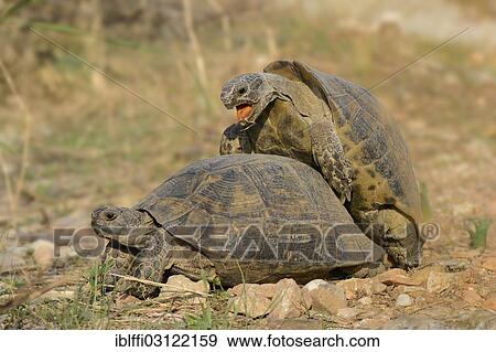 "Pairing of two Spur-thighed Tortoises (Testudo graeca), Xanthos, Lykien, Turkey, Asia" View Large Photo Image Stock Photo - "Pairing of two Spur-thighed Tortoises (Testudo graeca), Xanthos, Lykien, Turkey, Asia". Fotosearch