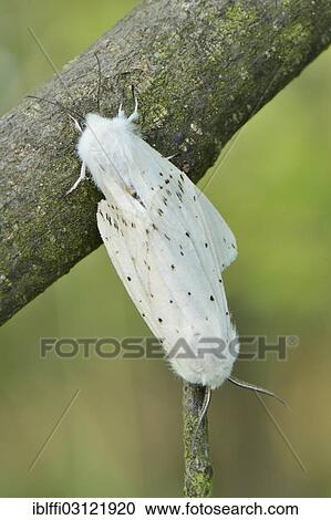"Pairing of two White Ermine Moths (Spilosoma lubricipeda) while sitting on a branch, Hochmoor, Munsterland, North Rhine-Westphalia, Germany, Europe" View Large Photo Image Stock Image - "Pairing of two White Ermine Moths (Spilosoma lubricipeda) while sitting on a branch, Hochmoor, Munsterland, North Rhine-Westphalia, Germany, Europe". Fotosearch