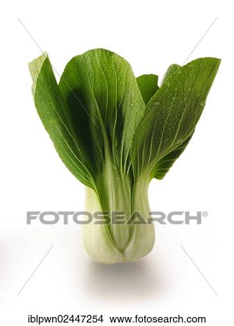 Pak Choi View Large Photo Image Picture - Pak Choi. Fotosearch