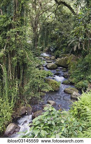 Stock Photo - "Pakrisan River flowing through the jungle of Gunung Kawi, Gunung Kawi, Tampaksiring, Bali, Indonesia, Asia". Fotosearch