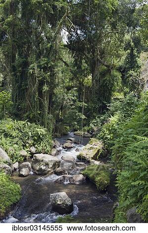 "Pakrisan River flowing through the jungle of Gunung Kawi, Gunung Kawi, Tampaksiring, Bali, Indonesia, Asia" View Large Photo Image Stock Photography - "Pakrisan River flowing through the jungle of Gunung Kawi, Gunung Kawi, Tampaksiring, Bali, Indonesia, Asia". Fotosearch