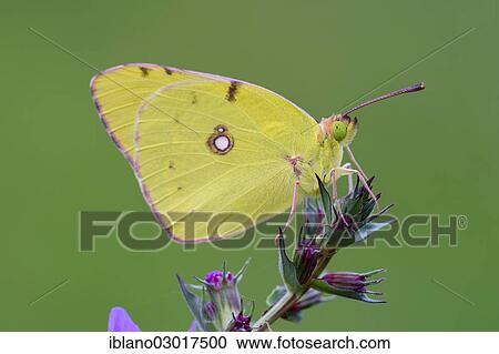 Stock Image - "Pale Clouded Yellow (Colias hyale) on a purple loosestrife (Lythrum salicaria), Austria, Europe". Fotosearch