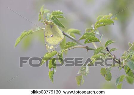 Stock Image - "Pale Clouded Yellow (Colias hyale), Thuringia, Germany, Europe". Fotosearch
