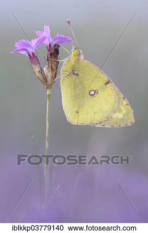 Stock Image - "Pale Clouded Yellow (Colias hyale), Thuringia, Germany, Europe". Fotosearch
