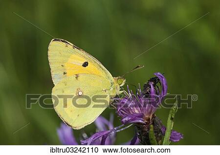 "Pale Clouded Yellow (Colias hyale), Austria, Europe" View Large Photo Image Stock Image - "Pale Clouded Yellow (Colias hyale), Austria, Europe". Fotosearch