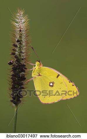 "Pale Clouded Yellow (Colias hyale), Austria, Europe" View Large Photo Image Stock Photo - "Pale Clouded Yellow (Colias hyale), Austria, Europe". Fotosearch