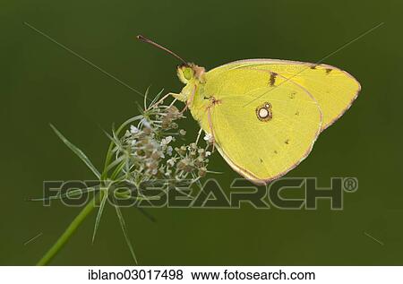 "Pale Clouded Yellow (Colias hyale), Austria, Europe" View Large Photo Image Stock Photo - "Pale Clouded Yellow (Colias hyale), Austria, Europe". Fotosearch