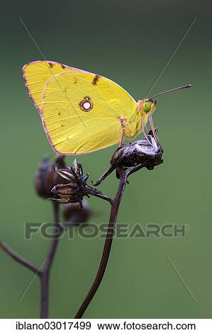 Stock Photo - "Pale Clouded Yellow (Colias hyale), Austria, Europe". Fotosearch