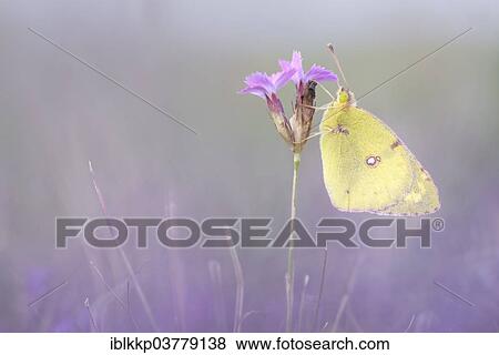 "Pale Clouded Yellow (Colias hyale), Thuringia, Germany, Europe" View Large Photo Image Stock Photo - "Pale Clouded Yellow (Colias hyale), Thuringia, Germany, Europe". Fotosearch
