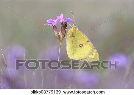 Stock Photo - "Pale Clouded Yellow (Colias hyale), Thuringia, Germany, Europe". Fotosearch