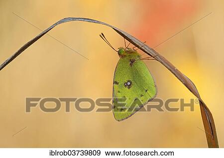 "Pale Clouded Yellow (Colias hyale), Thuringia, Thuringian Forest, Germany, Europe" View Large Photo Image Stock Photo - "Pale Clouded Yellow (Colias hyale), Thuringia, Thuringian Forest, Germany, Europe". Fotosearch
