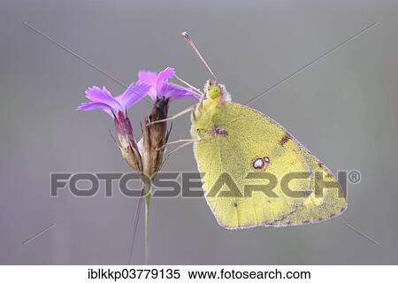 "Pale Clouded Yellow (Colias hyale), Thuringia, Germany, Europe" View Large Photo Image Stock Photography - "Pale Clouded Yellow (Colias hyale), Thuringia, Germany, Europe". Fotosearch