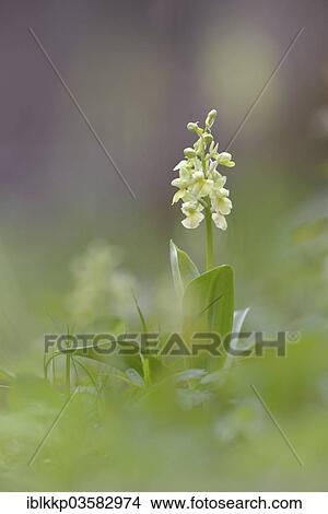 "Pale-flowered Orchid (Orchis pallens), Thuringia, Germany, Europe" View Large Photo Image Picture - "Pale-flowered Orchid (Orchis pallens), Thuringia, Germany, Europe". Fotosearch