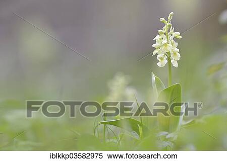 "Pale-flowered Orchid (Orchis pallens), Thuringia, Germany, Europe" View Large Photo Image Stock Photography - "Pale-flowered Orchid (Orchis pallens), Thuringia, Germany, Europe". Fotosearch