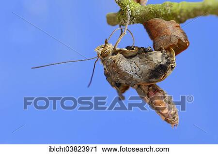 "Pale Owl or Giant Owl butterfly (Caligo memnon) emerging from pupa, native to South America, captive" View Large Photo Image Stock Image - "Pale Owl or Giant Owl butterfly (Caligo memnon) emerging from pupa, native to South America, captive". Fotosearch