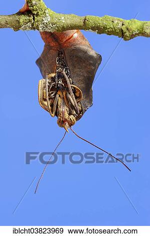 "Pale Owl or Giant Owl butterfly (Caligo memnon) emerging from pupa, native to South America, captive" View Large Photo Image Stock Photo - "Pale Owl or Giant Owl butterfly (Caligo memnon) emerging from pupa, native to South America, captive". Fotosearch