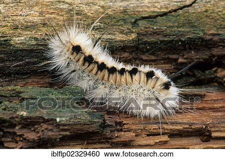 Stock Image - "Pale Tiger Moth (Halysidota tessellaris), caterpillar, on log, USA". Fotosearch